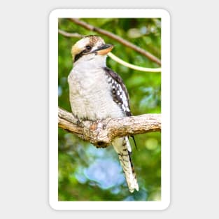 Laughing Kookaburra Magnet